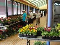 Plant sale